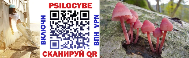 Купить закладки  Приморск  Псилоцибиновые грибы Psilocybe 